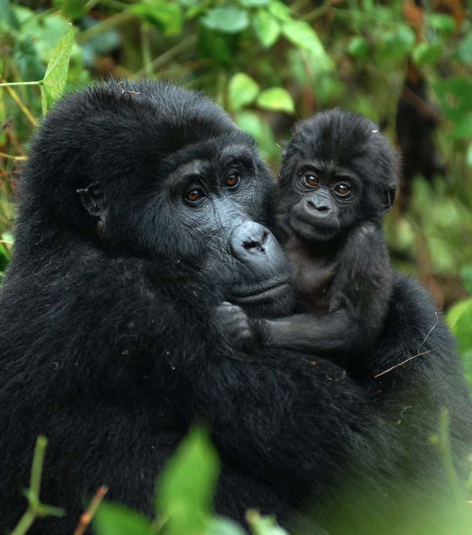 Uganda Rwanda Primate Safaris The Best Primate Safaris In Uganda And