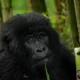 How To Obtain a Gorilla Trekking Permit