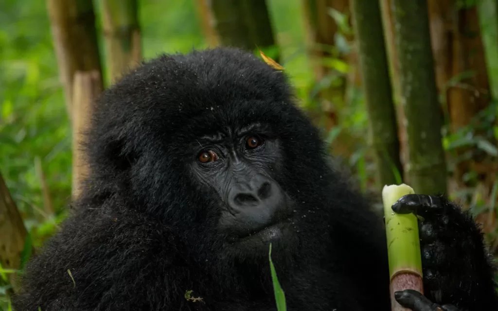 How To Obtain a Gorilla Trekking Permit
