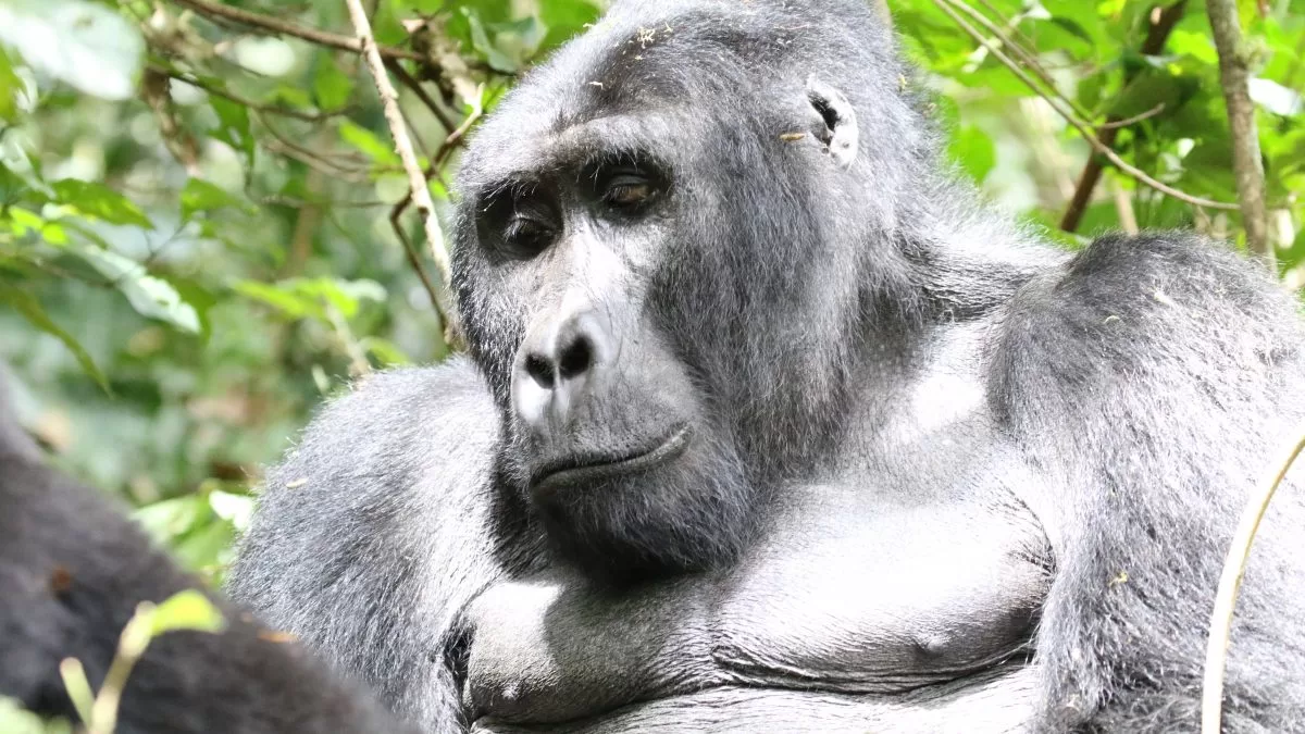 Gorilla Safaris in Uganda