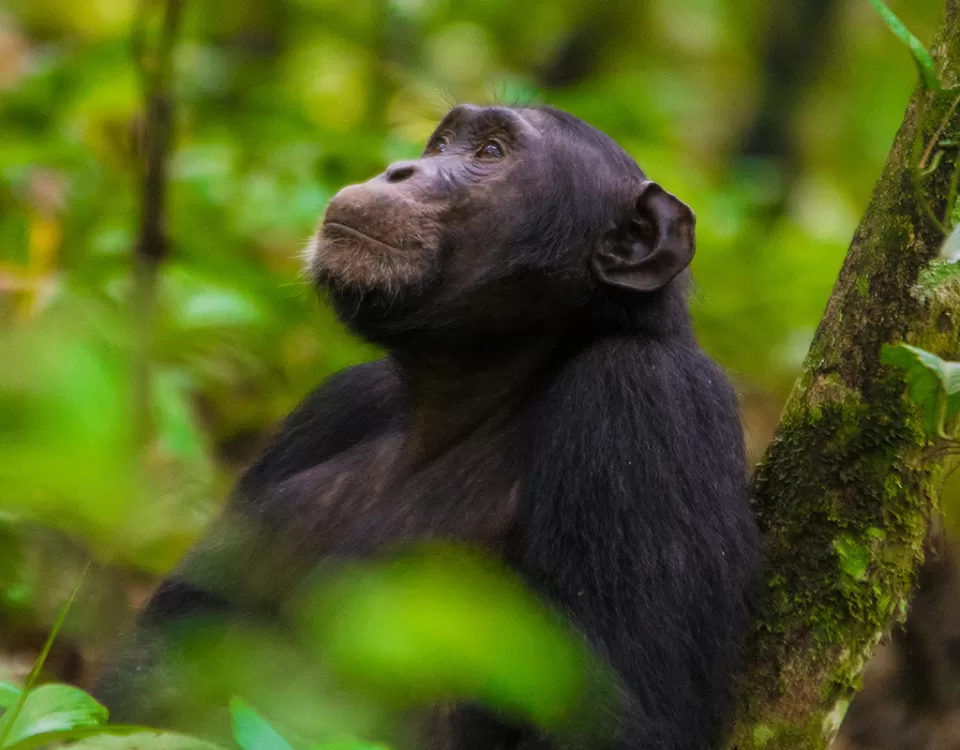 7 day Chimpanzee and Wildlife Safari