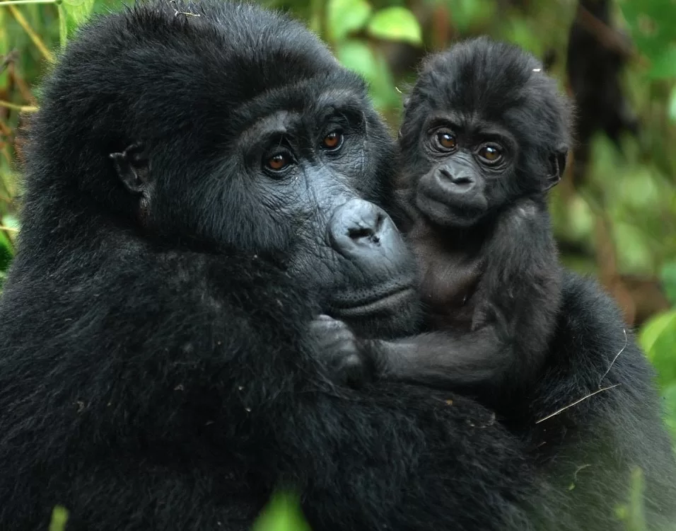 Uganda-Rwanda Primate Safaris