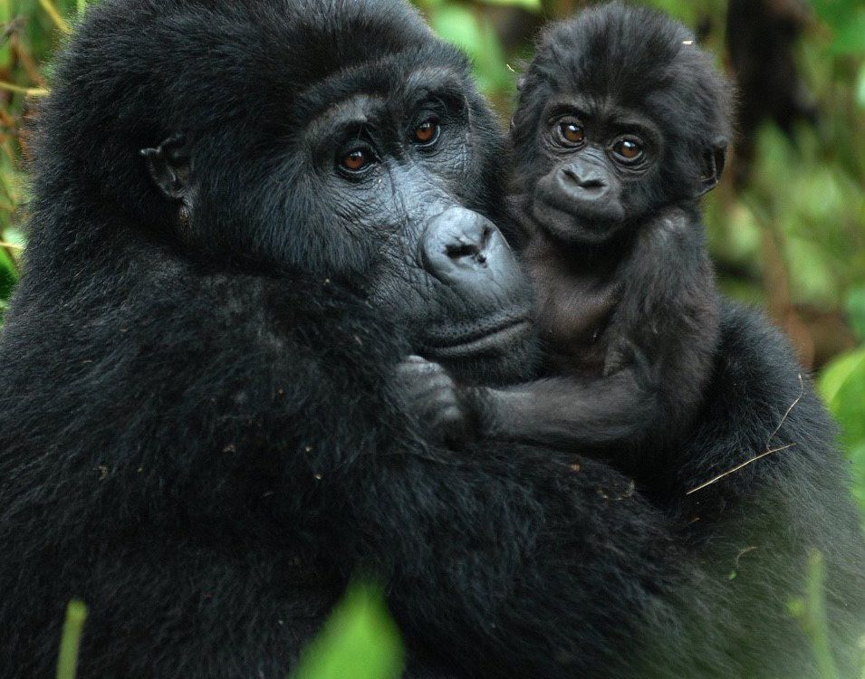 Uganda-Rwanda Primate Safaris