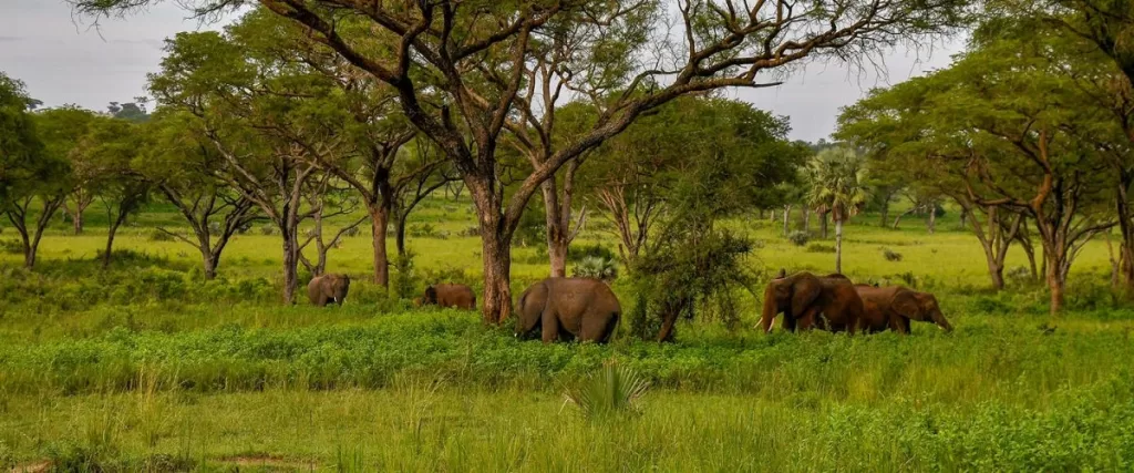 Great Murchison Falls Exploration