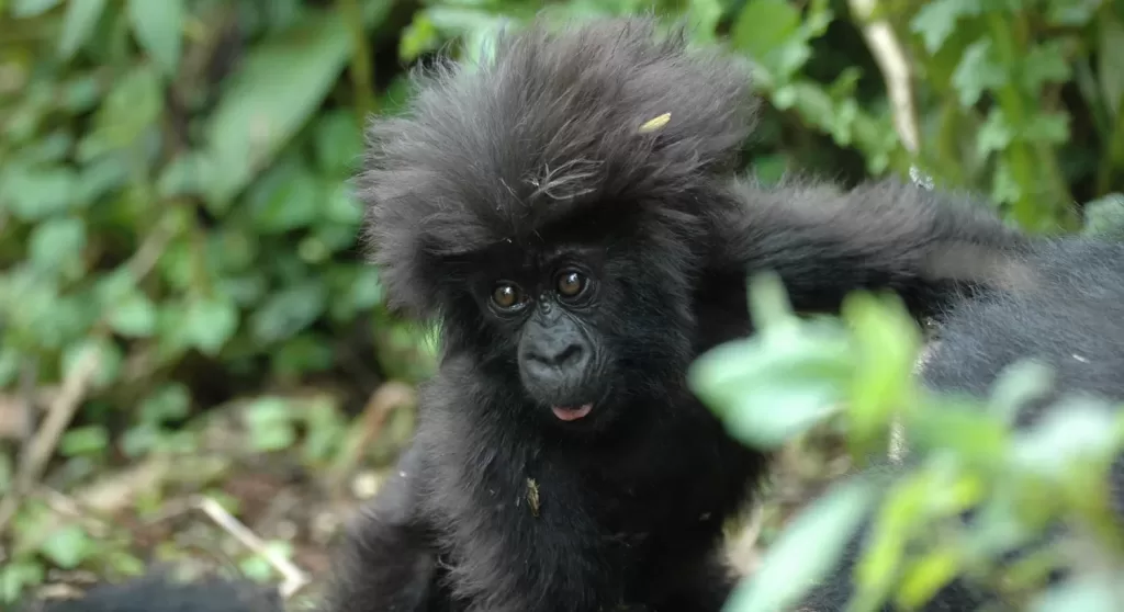 Experience Rwanda