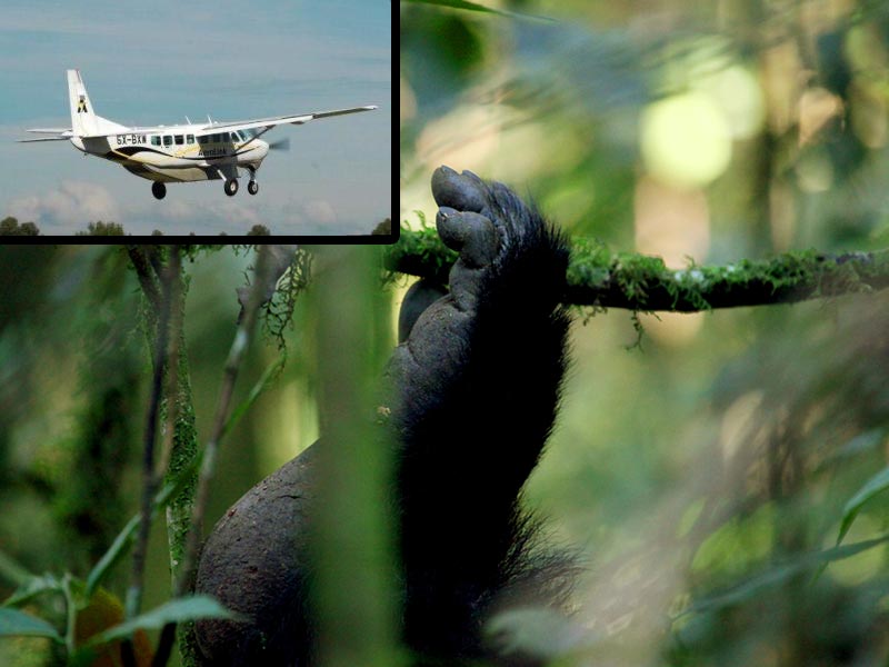 Fly in Gorilla Safaris