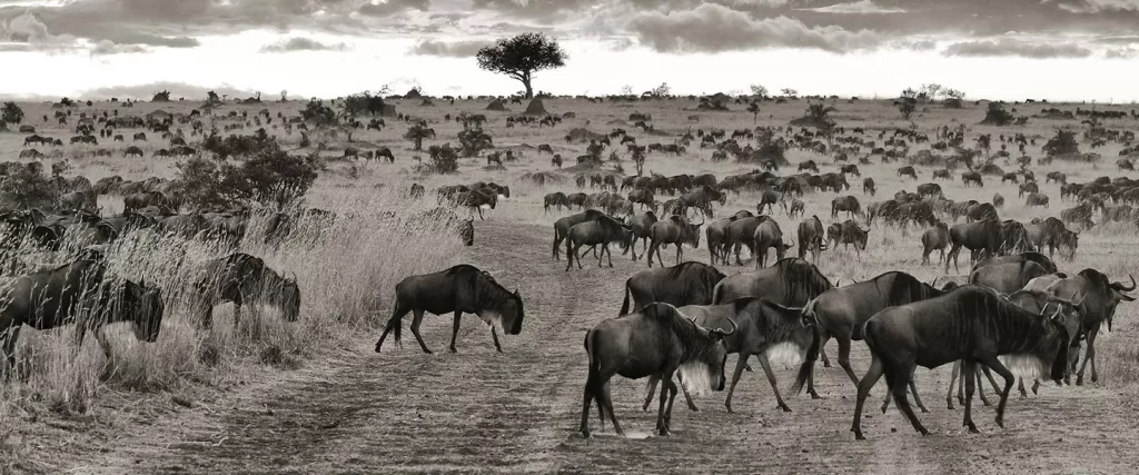 12 days Great Migration Safari