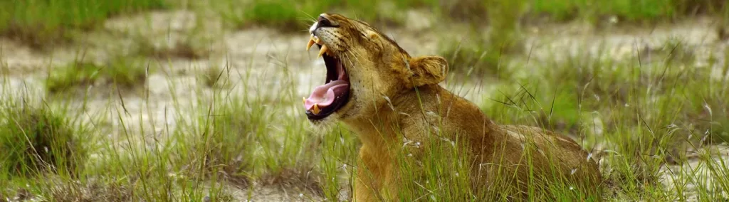 Queen Elizabeth National Park