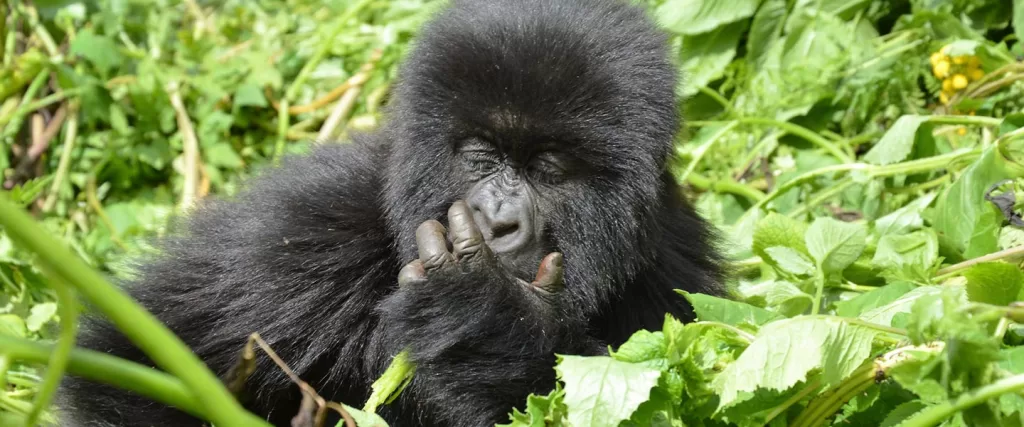 12 Days primates of Uganda and Rwanda