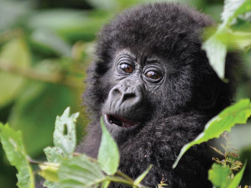 Highlights of Uganda Safari
