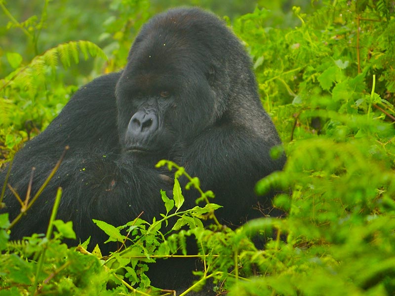 Gorillas in Rwanda and Masai Mara
