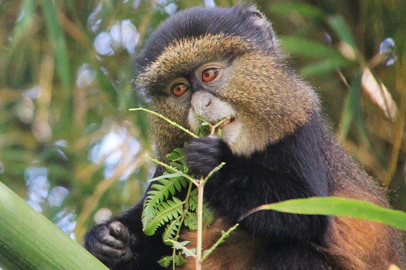 4 Days Rwanda Primates Tour