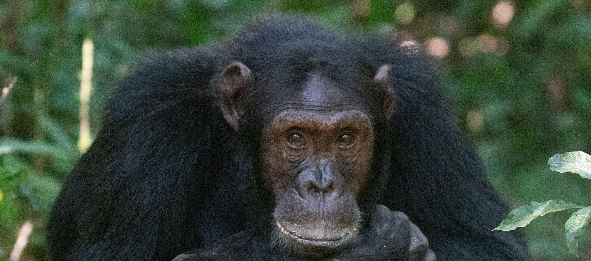 Chimpanzee Tracking Safaris