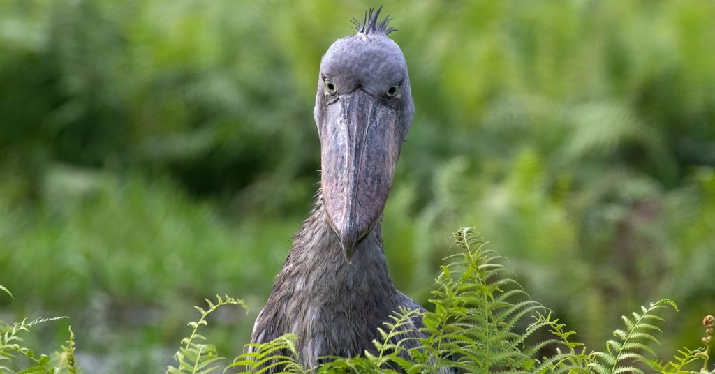 Birding Safaris in East Africa