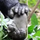 7 Day Uganda Primate Tour