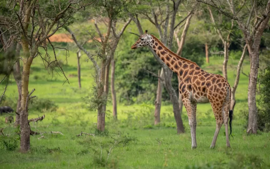 What to do at Lake Mburo National Park 