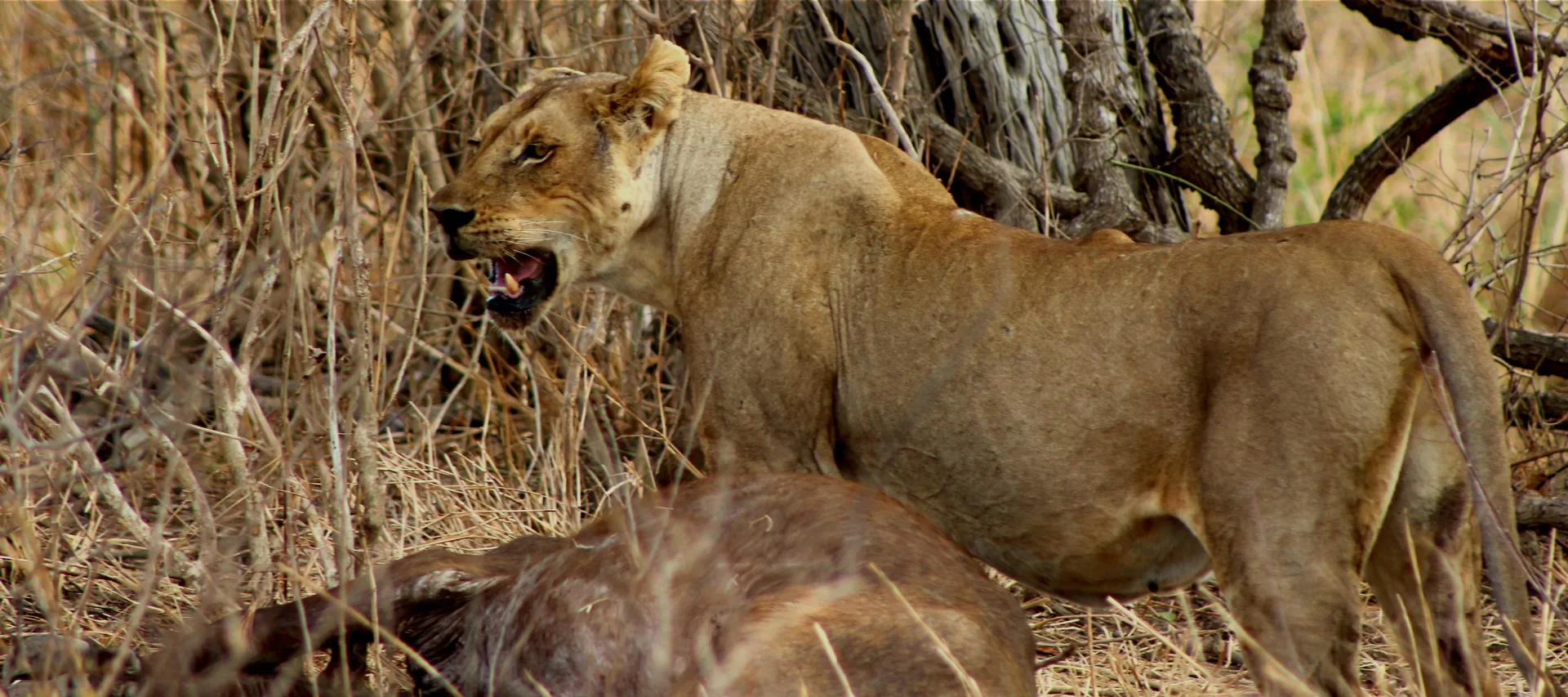 Mikumi National Park -off-the-beaten-path Adventure