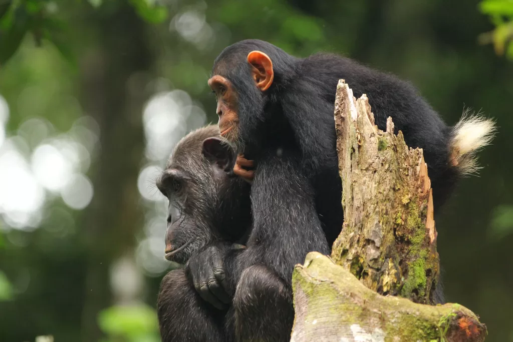 Uganda-Rwanda Primate Safaris