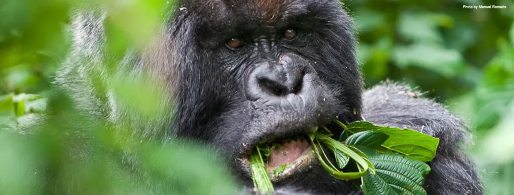 Primates and Lake Kivu Tour