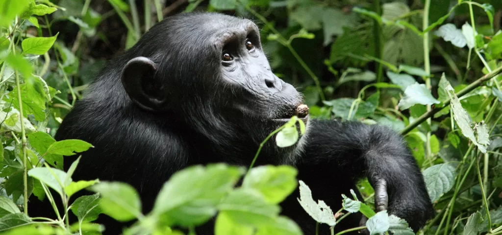 8 Day Great Apes of Uganda