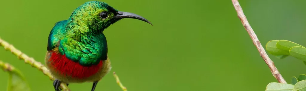 13 Days Birding in Tanzania