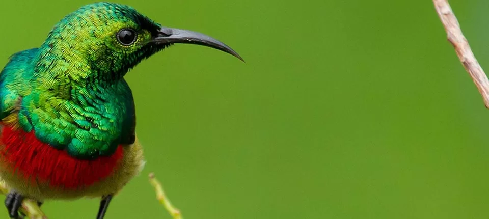 13 Days Birding in Tanzania