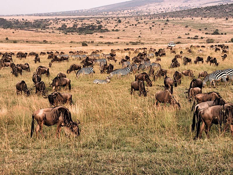 12 day Kenya Wildlife Safari