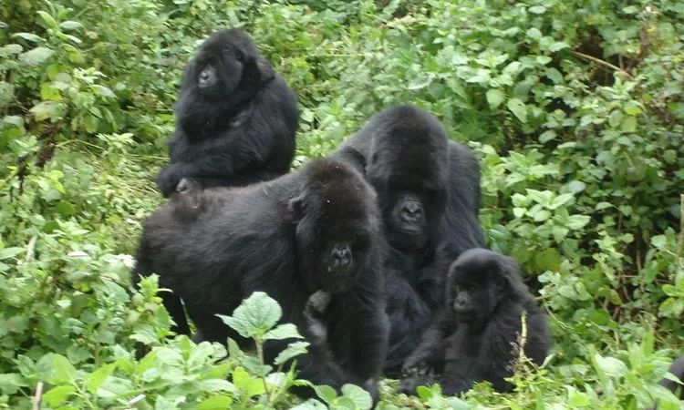 rwanda gorilla trekking experiences 