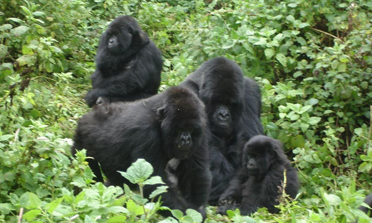 rwanda gorillas in the Mist Tour