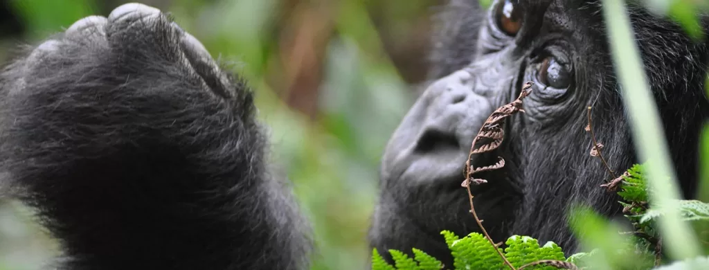 Rwanda Mountain Gorilla