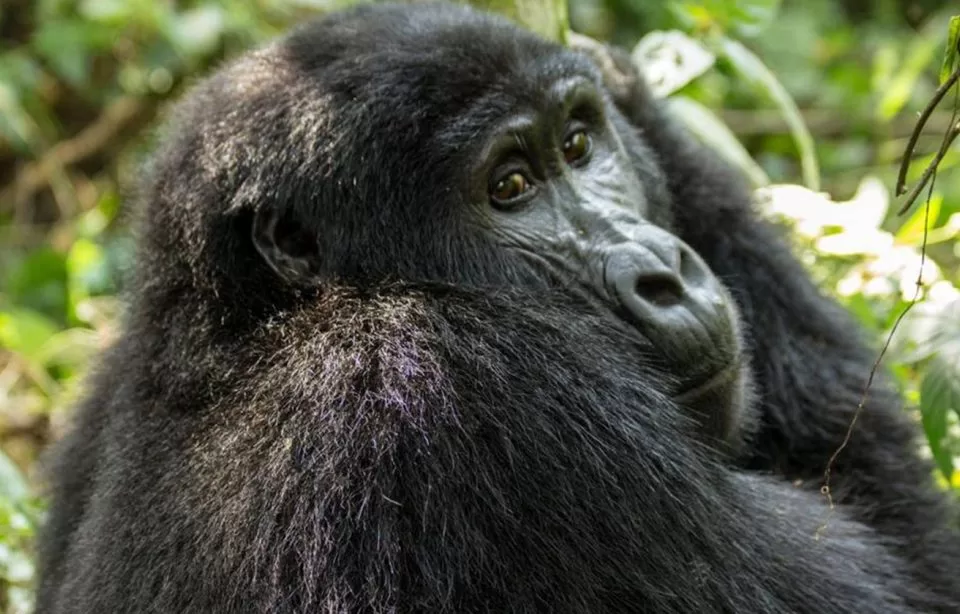 3 Day Gorilla Trekking Safari