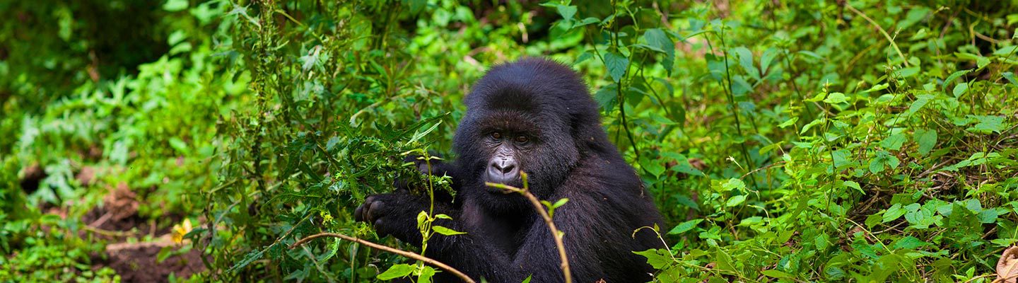 Volcanoes National Park