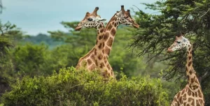 Secrets of Northern Uganda