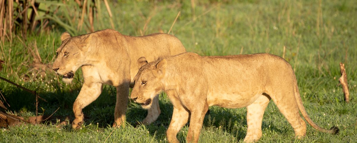 How Much Does a Safari Cost in Uganda?