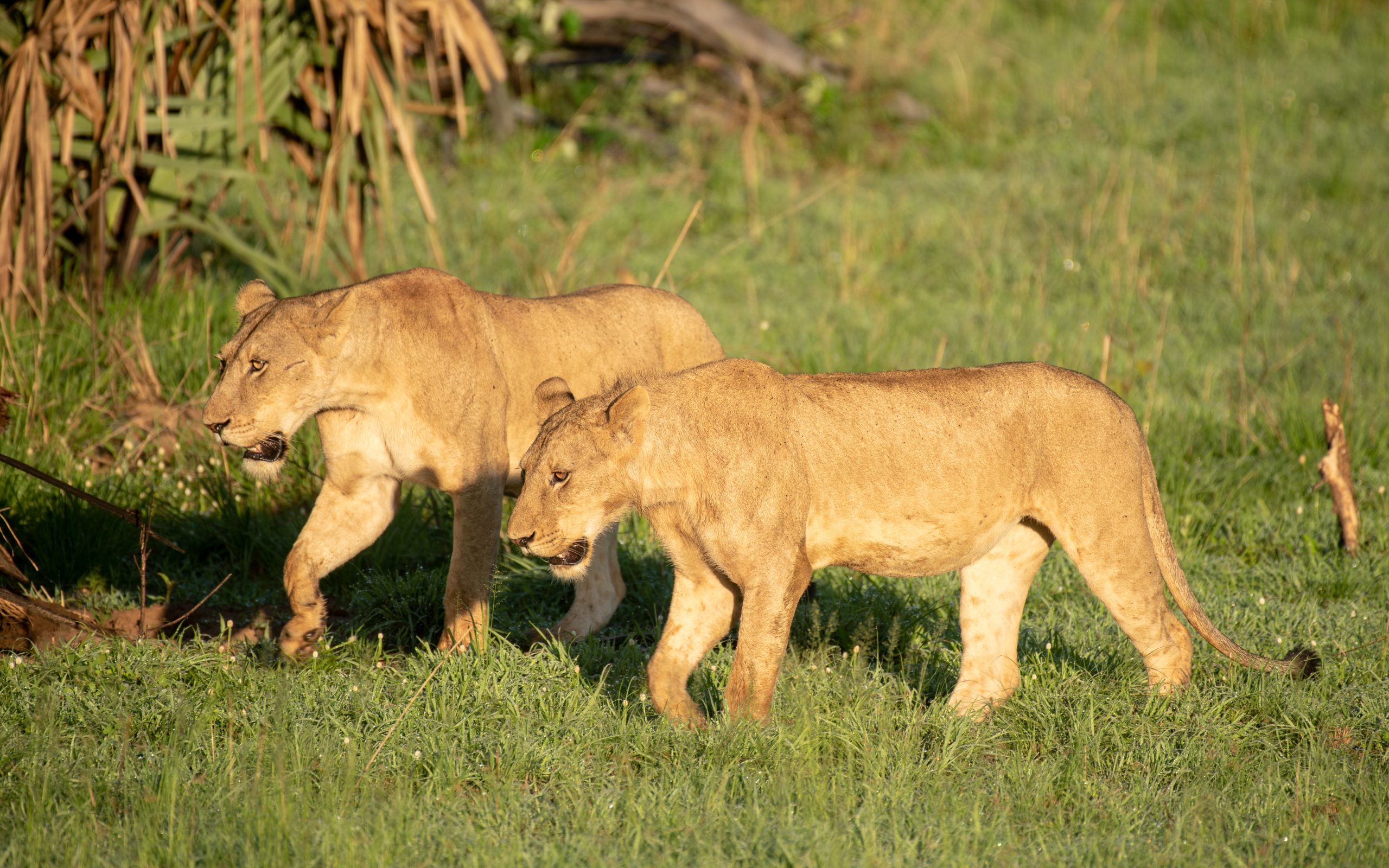 How Much Does a Safari Cost in Uganda?