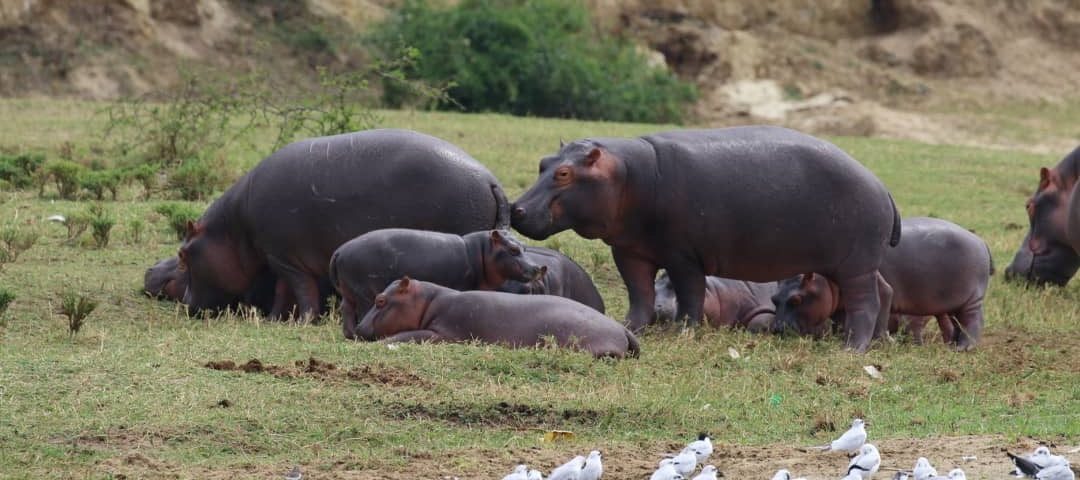 How to book a safari to uganda