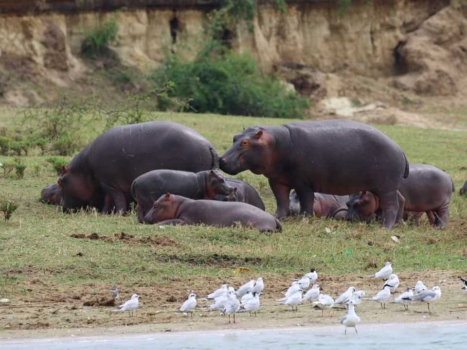 How to book a safari to uganda