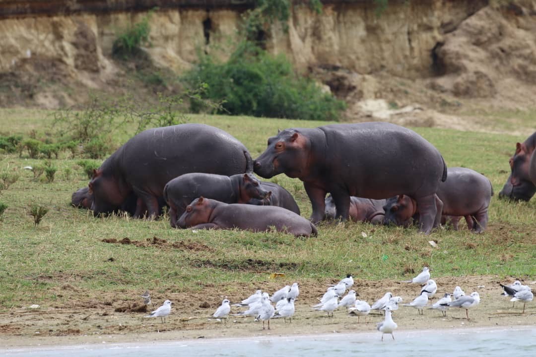 How to book a safari to uganda