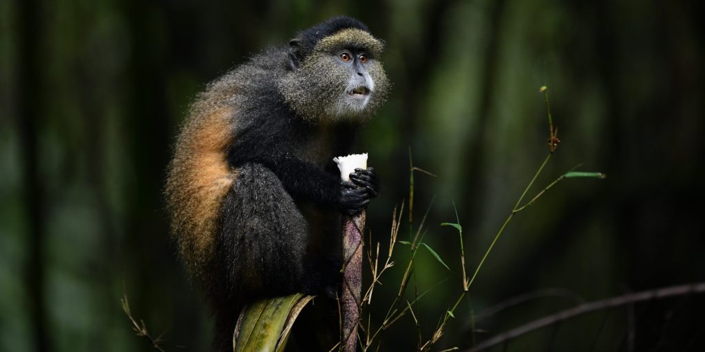 Mgahinga Gorilla National Park