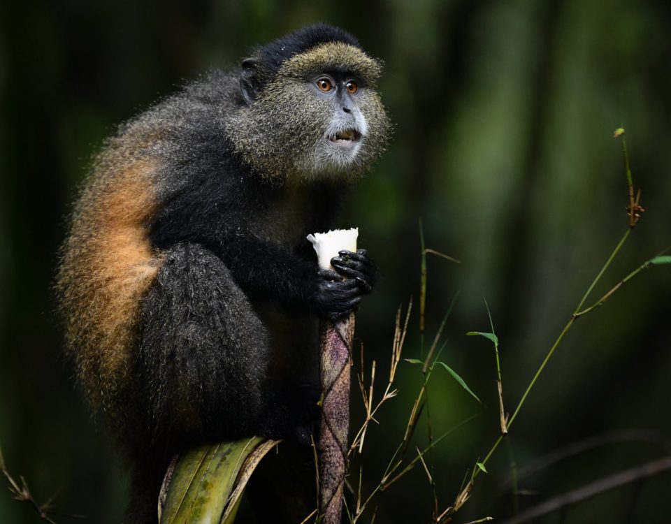 Mgahinga Gorilla National Park