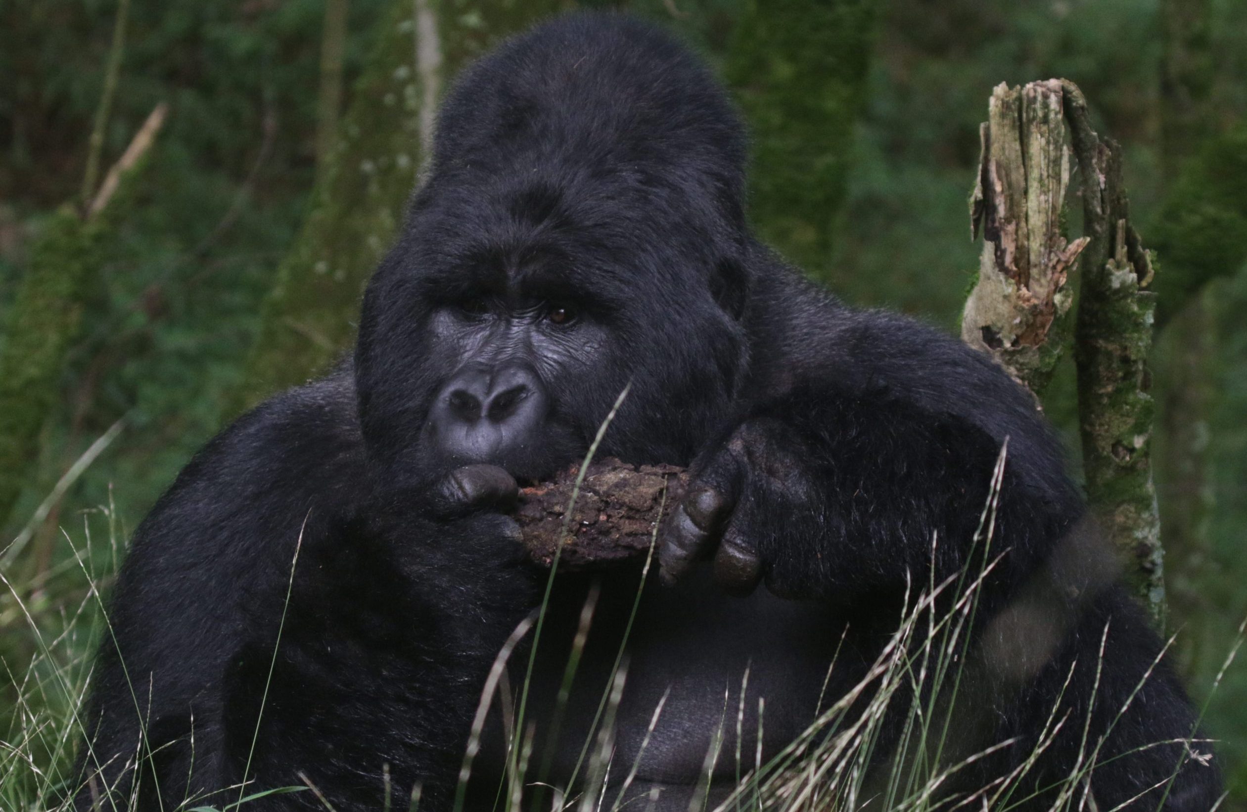 Gorilla Trekking in Bwindi