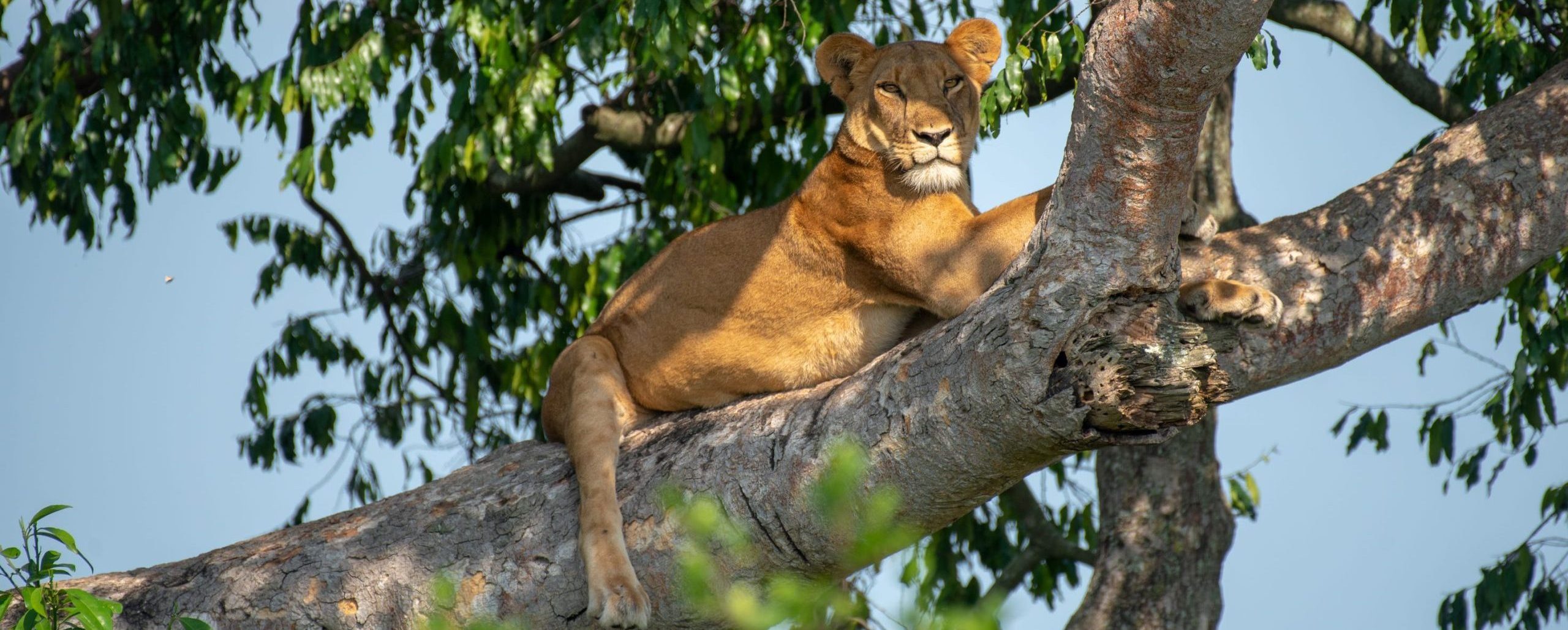 Top Things to do in Queen Elizabeth National Park