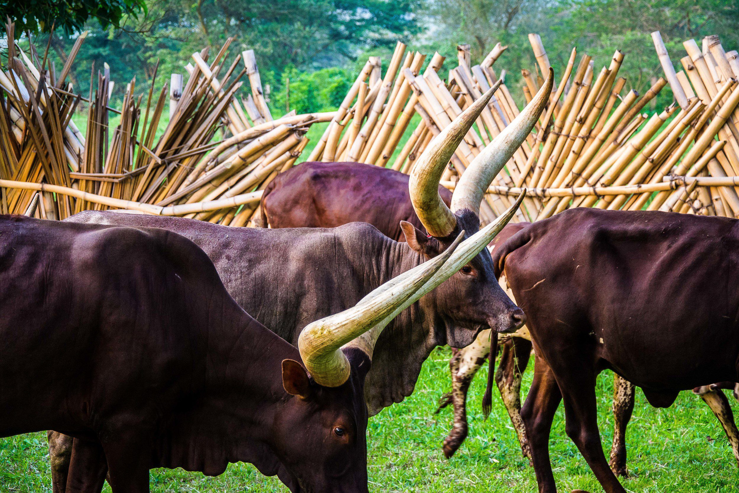 Nshenyi Village