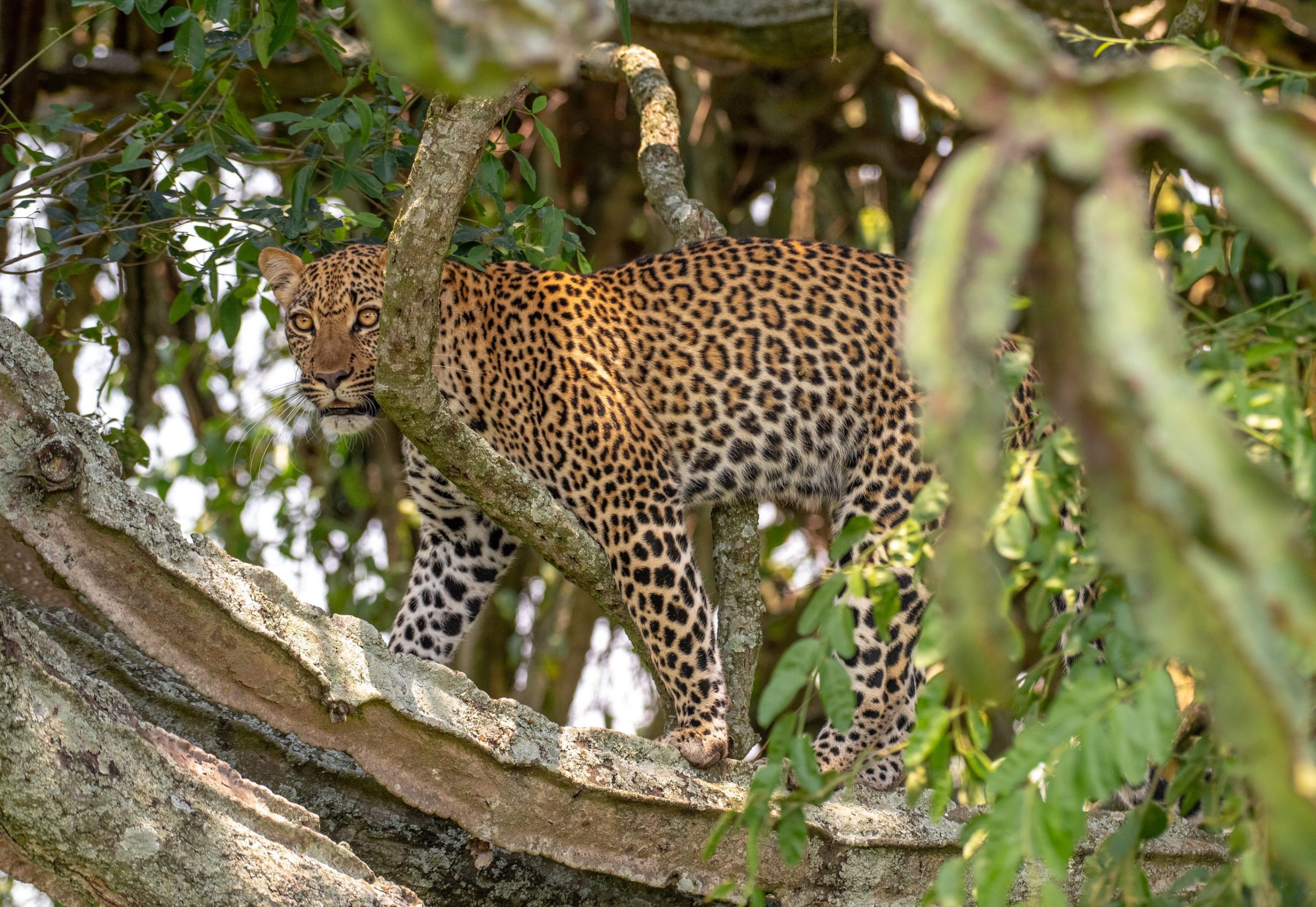 How to Plan Your Trip in Uganda