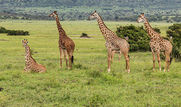 10 Day Rwanda Wildlife Safari Adventure