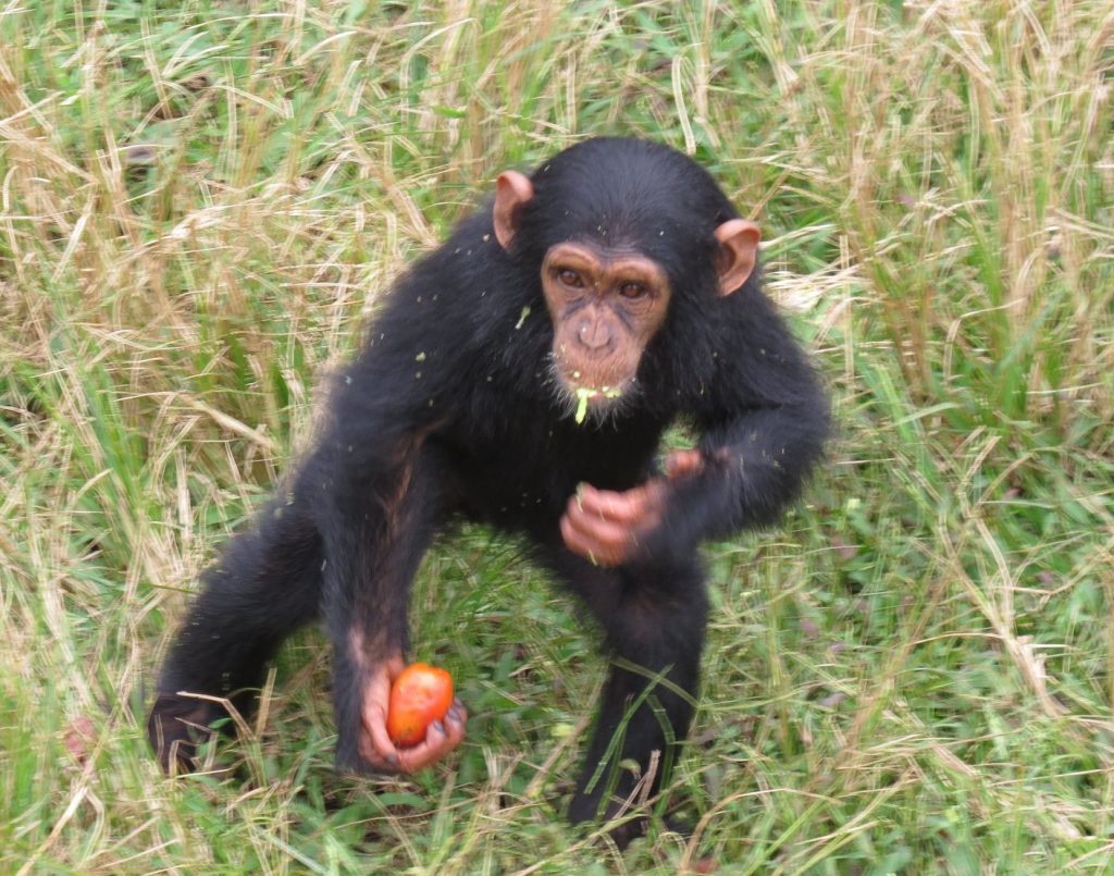 Chimp feeding Ngamba