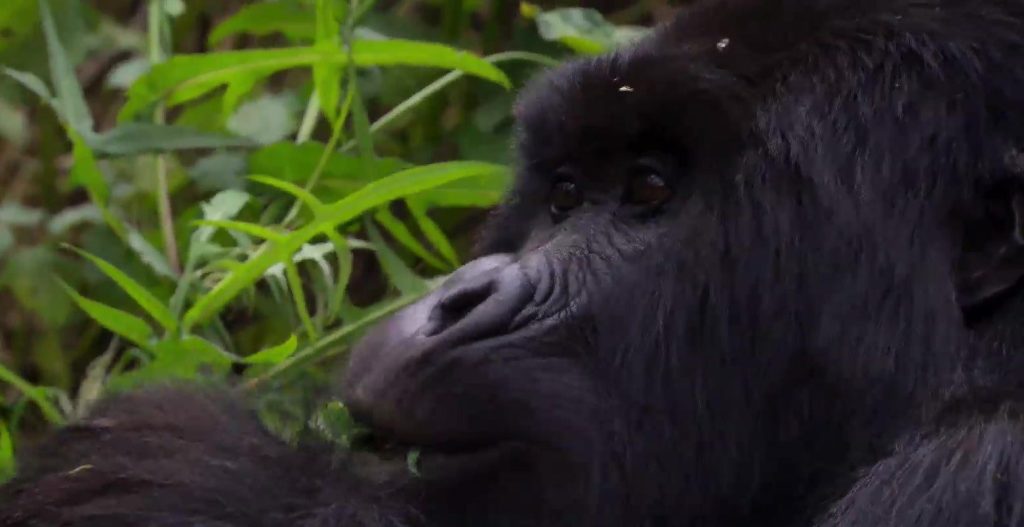 Gorilla Trekking Rwanda