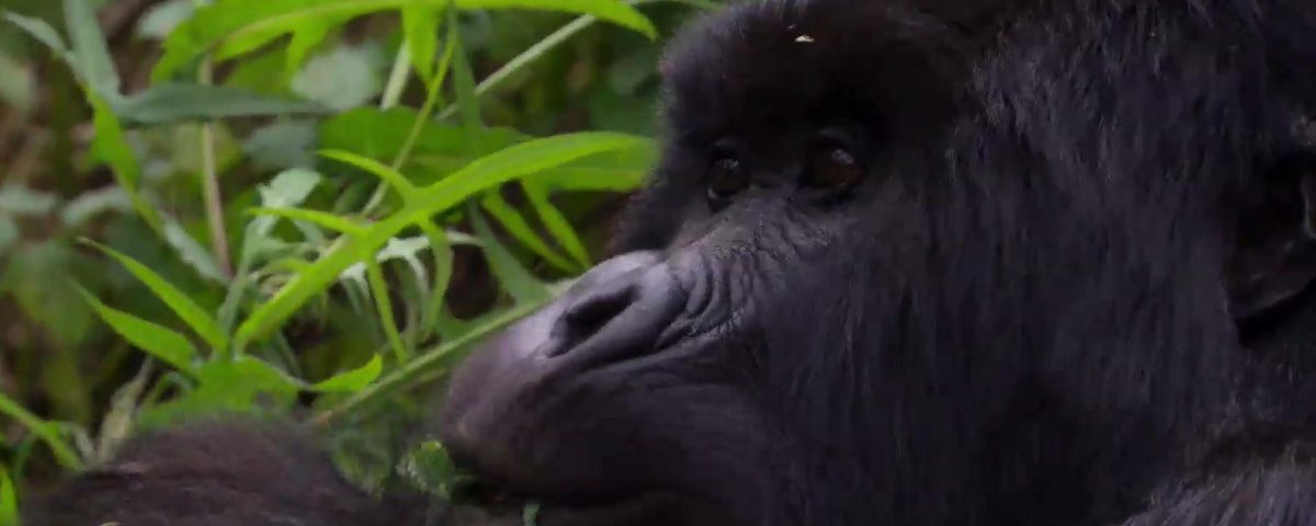 The Rwanda Gorilla Trekking Experience