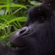 The Rwanda Gorilla Trekking Experience