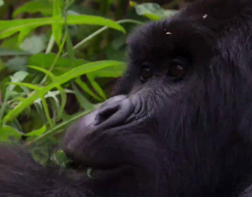 The Rwanda Gorilla Trekking Experience